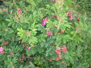 Purple Roadrunner rose photo