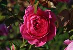 Casa Loma rose photo