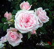 Special Friend rose photo