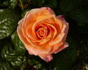Peacekeeper rose photo