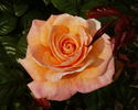 Peacekeeper rose photo