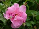 Fortuna rose photo