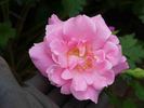 Fortuna rose photo