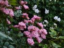 Roztomilá rose photo