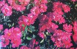 Andromeda ® rose photo