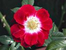 Margie ™ rose photo