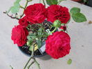 Pied Piper rose photo