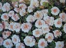 Altaïr ® rose photo