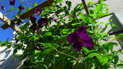 Viola clematis photo