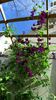 Viola clematis photo