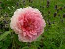 Rosenfaszination rose photo