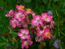 Juanita ® rose photo