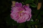 Jean Lhoste rose photo
