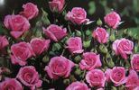 Astrea rose photo