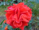 Luchian rose photo