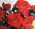 Big Bang ® rose photo
