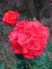 Luchian rose photo