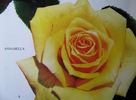 Annabella ® rose photo