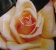 Atena rose photo