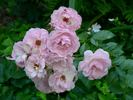 Rosario ® rose photo