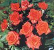 Corallina rose photo