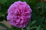Agar rose photo