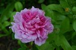 Belle Hélène rose photo