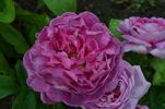 Belle Virginie rose photo