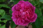Tricolore rose photo