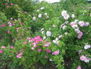 Theano rose photo