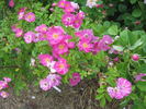 Theano rose photo