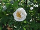 82-997 rose photo
