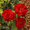 Red Skelton rose photo