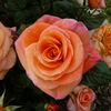 Peacekeeper rose photo