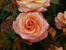 Peacekeeper rose photo