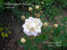 Bouquet Blanc rose photo