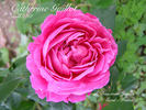 Catherine Guillot rose photo