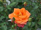 Park Royal rose photo