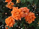 Park Royal rose photo