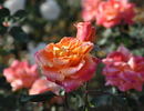 Park Royal rose photo