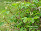 Général Barral rose photo