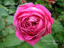 Général Barral rose photo