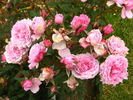 Gentle Maid rose photo