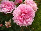 Gentle Maid rose photo