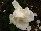 Clémentine rose photo