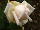 Jean Brown rose photo