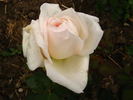 Jean Brown rose photo