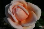 Stile '800® rose photo