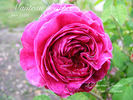 Manteau Pourpre rose photo