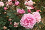 Gentle Maid rose photo